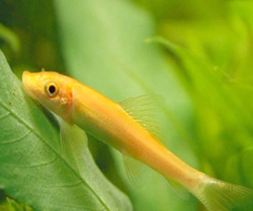 金苔鼠清洁鱼工具鱼清道夫鱼活体吃垃圾除藻吃屎冷水热带观赏鱼儿