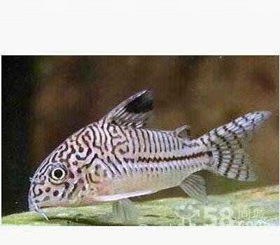 茉莉豹鼠鱼安南美底栖草缸工具淡水热带观赏鱼三线鼠花鼠