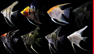 三色燕红魔鬼熊猫燕蓝魔鬼大红袍雪燕银燕黄金甲神仙海鸥燕鱼神仙