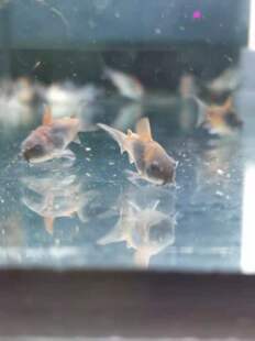 野生委内瑞拉青鼠工具鱼热带鱼委青鼠工具鼠鱼