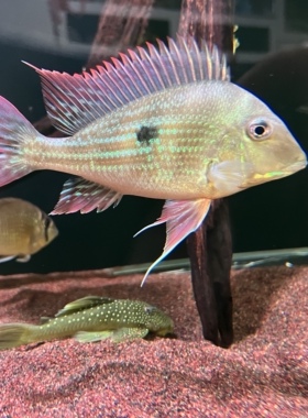 委内瑞拉血衣关刀鱼活体观赏鱼好养淡水中型食土鲷关刀类温顺翻沙