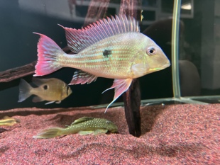 委内瑞拉血衣关刀鱼活体观赏鱼好养淡水中型食土鲷关刀类温顺翻沙