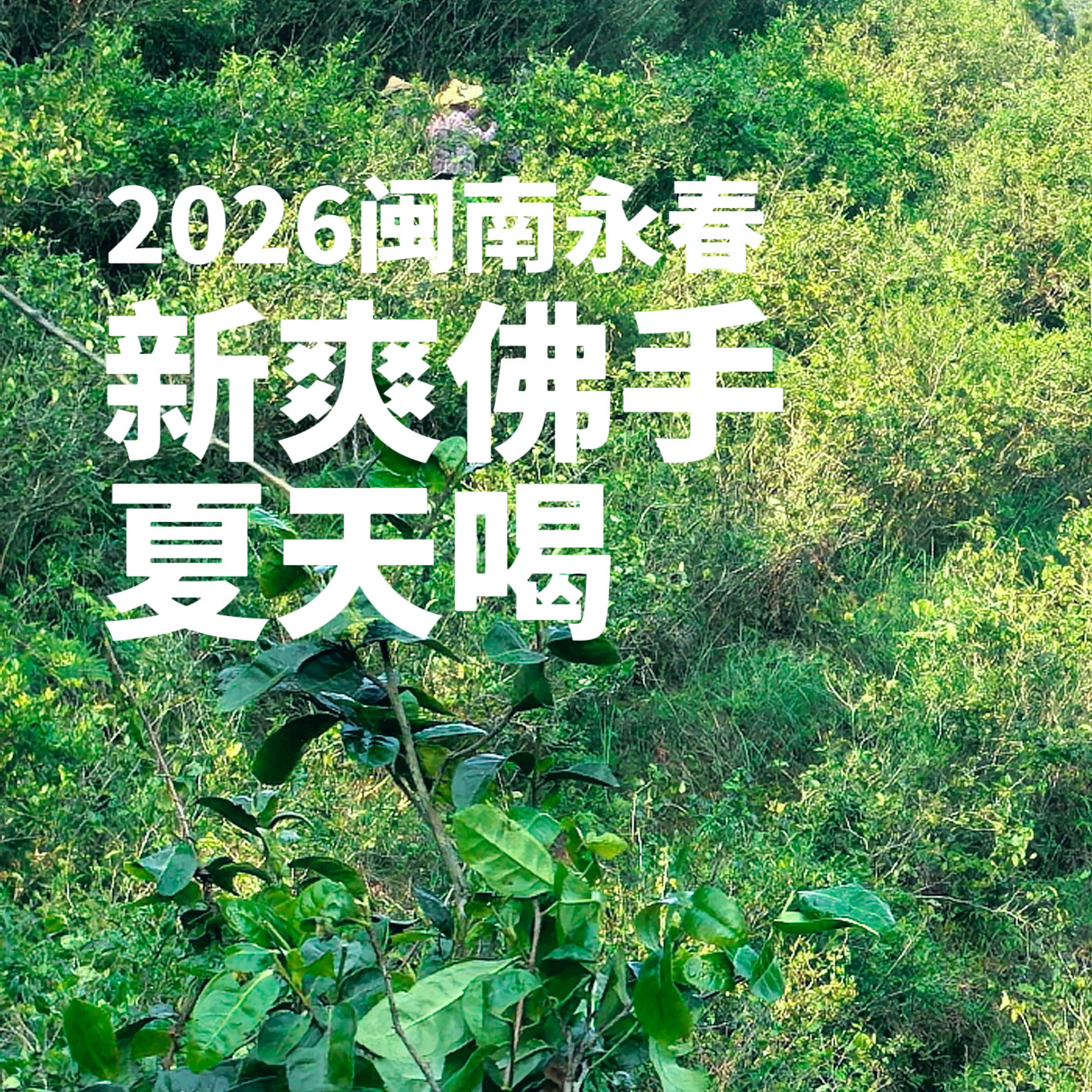 2026春季新茶 清香永春佛手 新爽花果香 半包揉散茶罐装100克