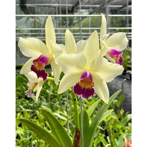 高端卡特兰C(L) purpurata x Rlc Hwa Yuan Beauty