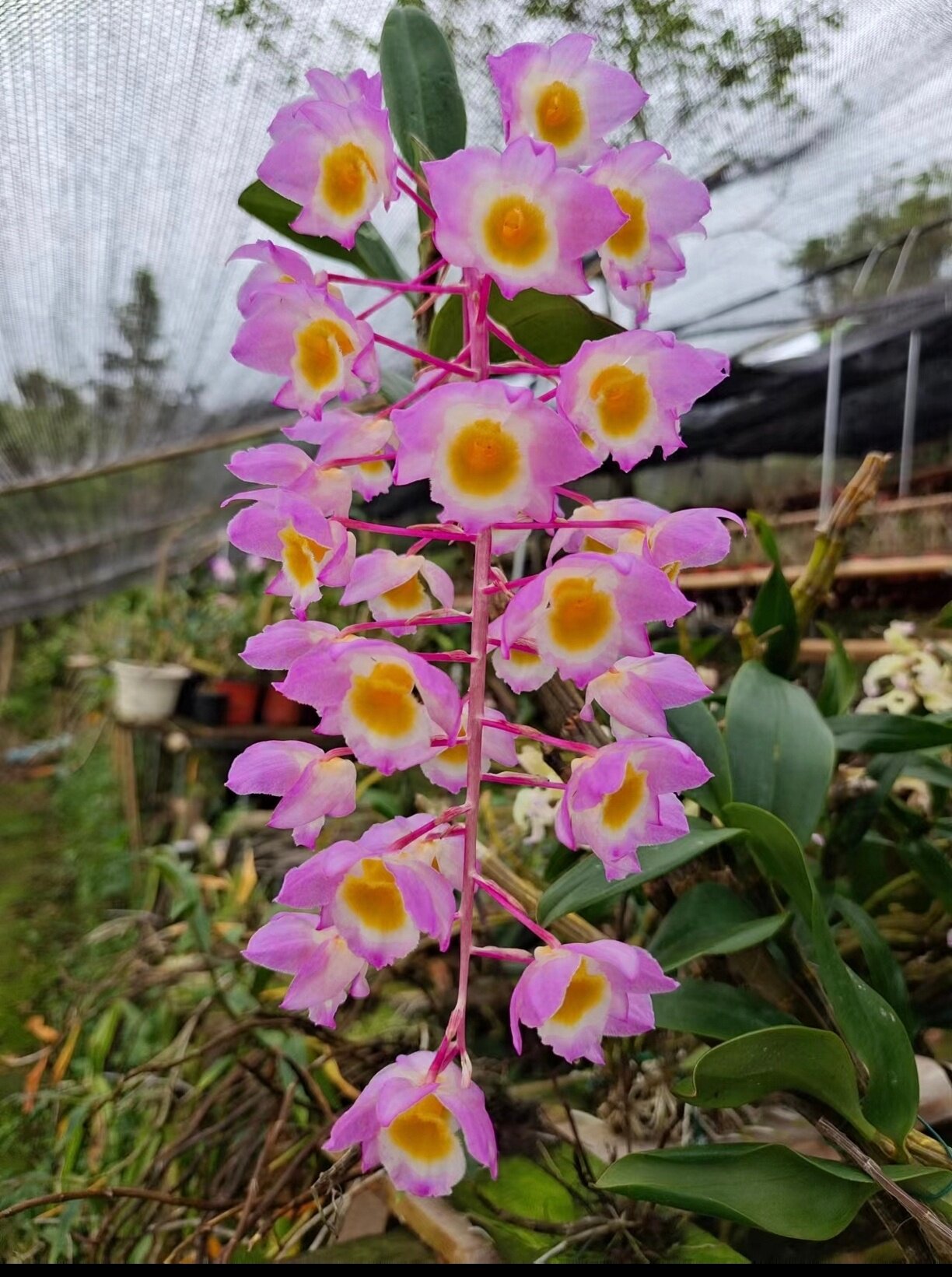 红花红灯笼石斛 个体红花 非常稀有