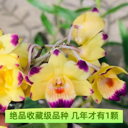必选品种 极少见 婆罗洲彩龟石斛 石斛花魁 非常非常少 很难找到