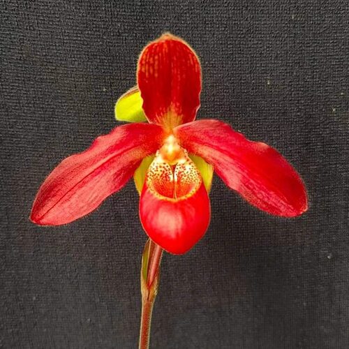7星稀有 全球超一线品种 南美红花兜兰Phrag.Tristar Glow