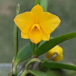 必选品种 国外稀有名贵品种 超稀有品种 迷你黄花卡特兰黄小靓