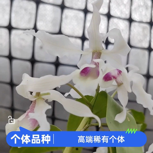 个体扭瓣石斛 半白姨妈扭瓣石斛 仙气飘飘  整盆价
