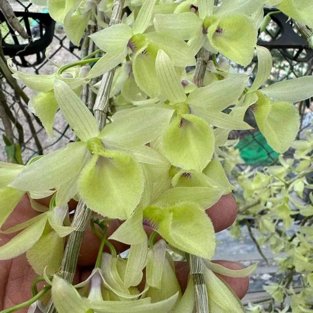 绿天宫石斛 绿花天宫石斛