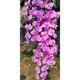 TKB产区个体TKP多叉西雷丽