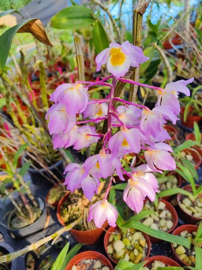 名贵稀有 红花红灯笼石斛 一盆一拍 成活1年