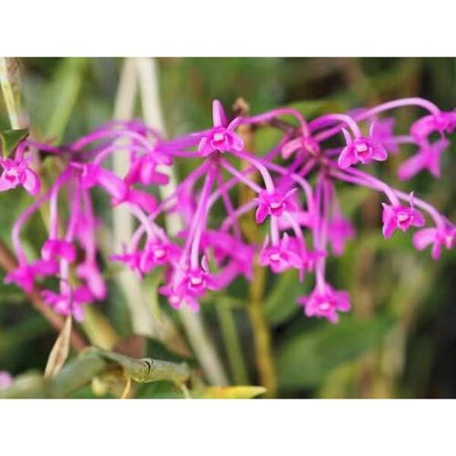 苏拉威西珍贵稀有石斛Den sp 未命名品种