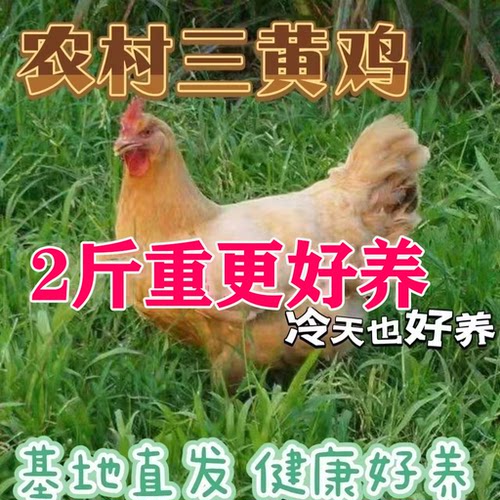 正宗2斤三黄鸡活苗半大小鸡土鸡小鸡苗脱温鸡活鸡小鸡幼小鸡苗