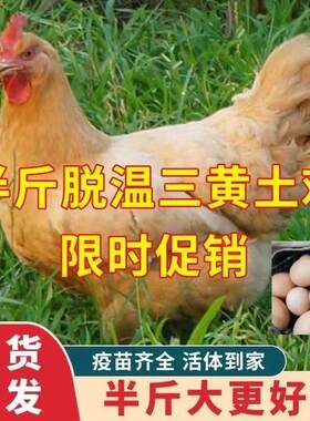 半斤三黄鸡活苗正宗三黄土鸡大品种鸡高产蛋鸡下蛋小母鸡散养活的