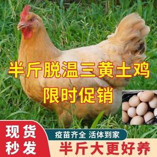 半斤三黄鸡活苗正宗三黄土鸡大品种鸡高产蛋鸡下蛋小母鸡散养活的