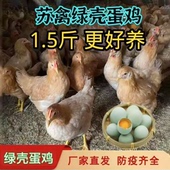 1.5斤苏禽一代绿壳蛋鸡活苗黄羽黄脚散养土鸡正宗高产蛋绿壳蛋鸡
