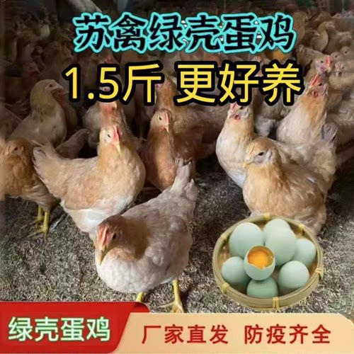1.5斤苏禽一代绿壳蛋鸡活苗黄羽黄脚散养土鸡正宗高产蛋绿壳蛋鸡