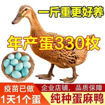 纯种麻鸭活苗一斤高产绿壳蛋鸭苗小鸭苗下蛋鸭脱温鸭水鸭土鸭活的