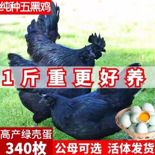 纯种半大五黑鸡活苗现货散养乌骨鸡黑毛乌鸡绿壳蛋鸡活苗五黑一绿