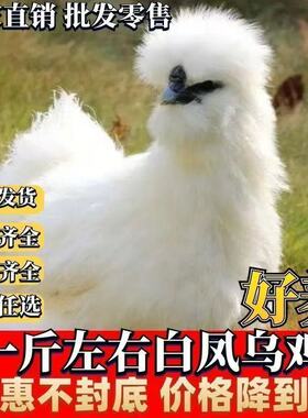 纯种半大乌鸡幼苗白凤乌鸡活体小鸡白乌鸡乌骨鸡半斤脱温苗