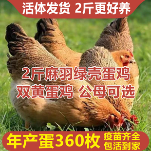 正宗散养2斤高产绿壳蛋鸡活苗麻羽土鸡活苗小鸡活苗蛋鸡产蛋鸡
