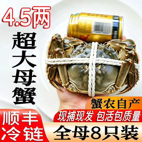兴化大闸蟹超大母蟹4.5两8只包肥