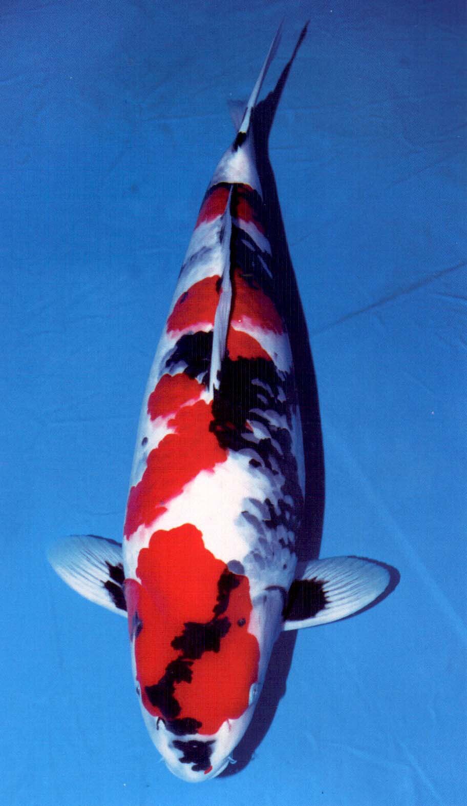 纯种日本昭和大正三色红白绯写小锦鲤鱼苗水花淡水冷水观赏鱼活鱼