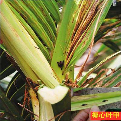 黑刺粉虱农药杀虫剂