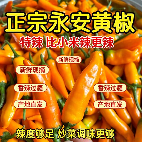 福鼎肉片黄灯笼椒福建永安正宗新鲜黄辣椒黄椒酱小米泡椒农家直发