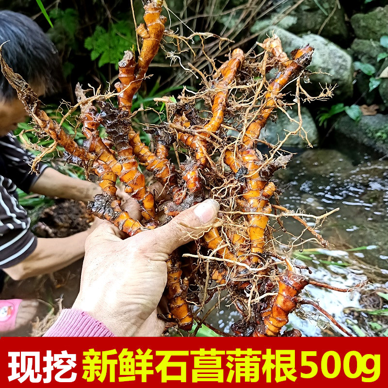 现挖生新鲜石菖蒲根九节菖蒲山菖蒲龙根500g菖蒲纯根水蜈蚣