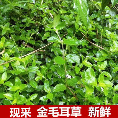 新鲜金毛耳草石打穿行路过路蜈蚣仙人对坐草上山旗木瓜草黑瓜大地