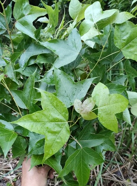 新鲜枫香树枝叶500g洗澡树枫子树路路通黑色染米香枫白胶香鸡枫树