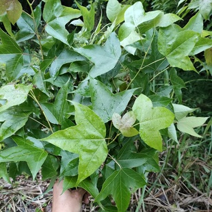 新鲜枫香树枝叶500g洗澡树枫子树路路通黑色染米香枫白胶香鸡枫树