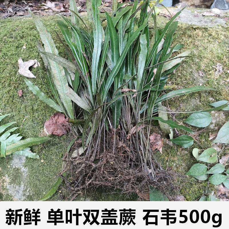 新鲜单叶双盖蕨小石剑小石韦500g蹄盖蕨矛叶蹄盖蕨篦梳剑对囊蕨