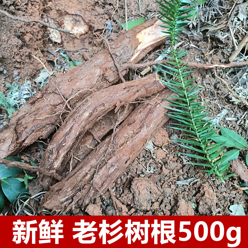 深山新鲜杉树根500克纯根现挖杉木根中药材老杉根