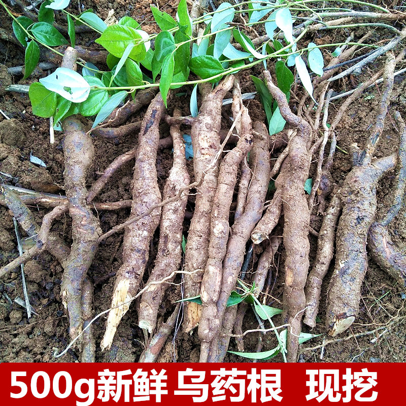 新鲜乌药根500克矮樟香桂樟铜钱柴现挖现发生乌药茶枝叶有售