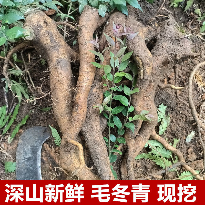 野生新鲜毛冬青根500g现挖大叶苦叶乌尾丁痈树六月霜细叶青毛披
