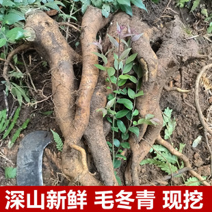 野生新鲜毛冬青根500g现挖大叶苦叶乌尾丁痈树六月霜细叶青毛披