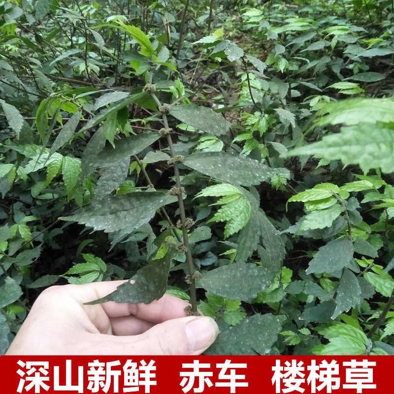 深山赤车使者新鲜大楼梯草生鹿角七大细水麻叶石边采小白沙石拐骨