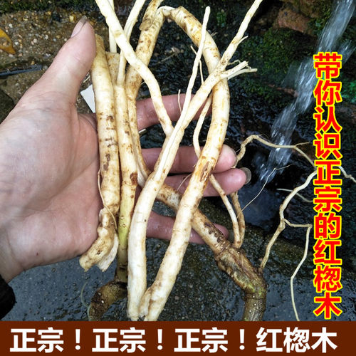 正宗红楤木根红刺筒毛刺桐鸟不踏海桐皮虎椒千枚针红叶大猫鹰不扑 - 封面