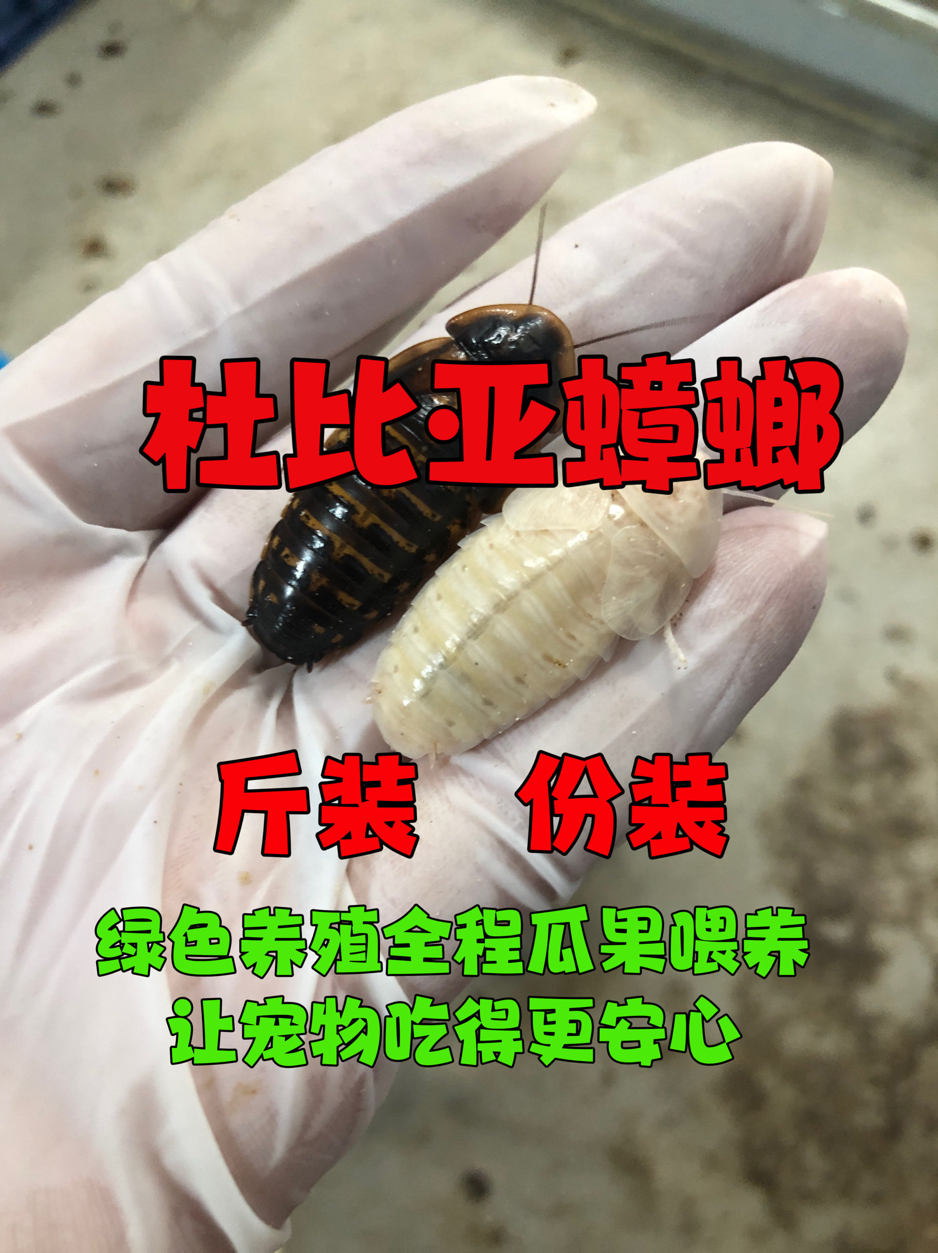 杜比亚蟑螂幼体活虫蜥蜴饲料