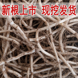 新鲜鱼腥草根 现挖折耳根 凉拌节节根 时令野菜火锅食材 带泥包邮