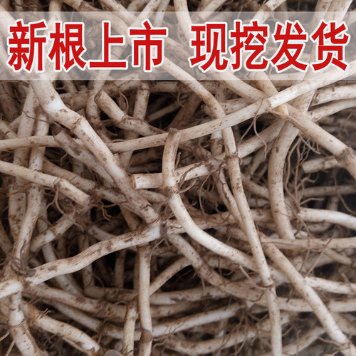 新鲜鱼腥草根 现挖折耳根 凉拌节节根 时令野菜火锅食材 带泥包邮