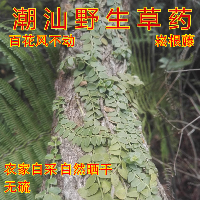 农家自采 白花风不动 蔓九节穿根藤伸筋藤木头疳石邦子中草药包邮