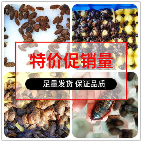 杜比亚蟑螂活体各种规格饲养配件
