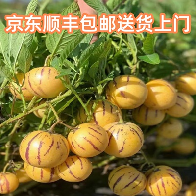 收到可以吃树上自然成熟果王