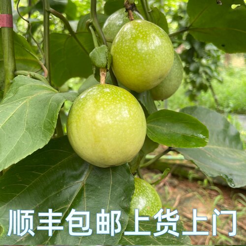 云南钦蜜9号纯甜黄金百香果5斤