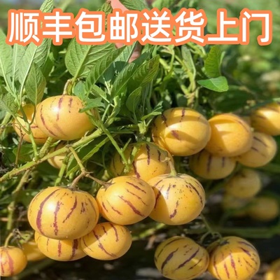 收到可以吃树上自然成熟果王