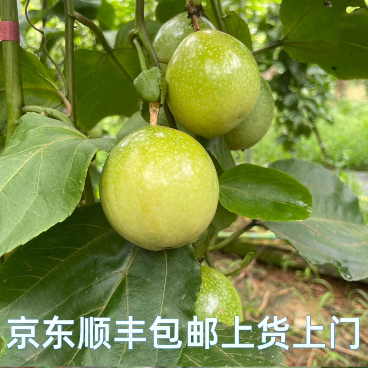 云南钦蜜9号纯甜黄金百香果5斤